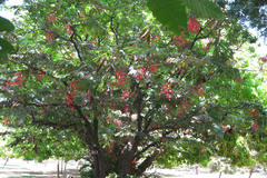 Amherstia nobilis